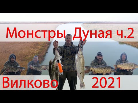 Видео: Рыбалка р. Дунай 2021 г.Вилково (лимба). В погоне за дикими трофеями!