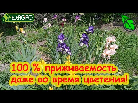 Видео: ЛЕТНЯЯ ПОСАДКА ИРИСОВ и 100 % приживаемость. А разве так можно? МОЖНО! Даже во время цветения!