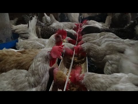 Видео: Куры несутся 90% чем я их кормлю.