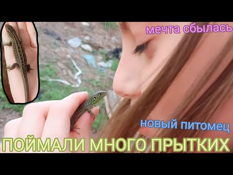 Видео: Поймали ПРЫТКИХ / Ловля ящериц