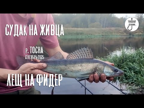 Видео: Неожиданный судак на Тосне! Ловля на фидер и сенсация на донку.