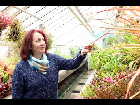 Видео: Биолог: Цветята, купени от супермаркета, умират почти веднага заради "комерсиална" почва