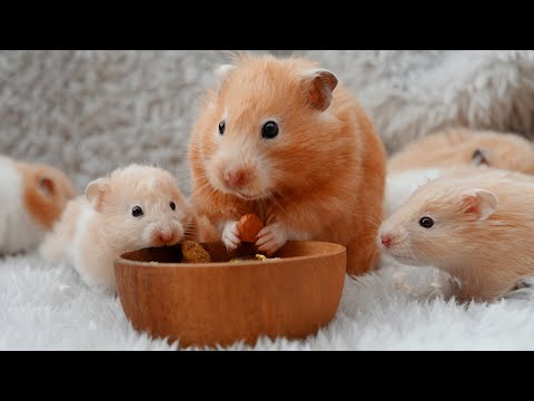 Видео: От мизинца до картошки: первые 30 дней жизни хомячка