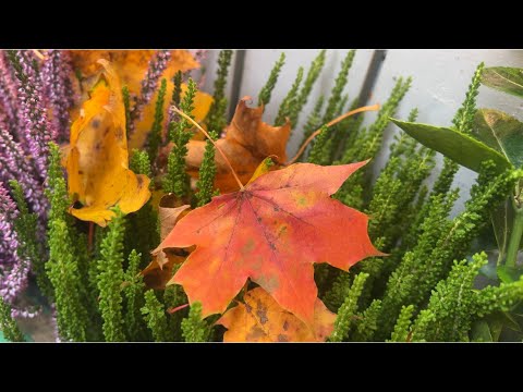 Видео: Сборник всего 🤪