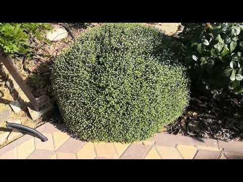 Видео: Осенний сад 🍁🏵️🍂