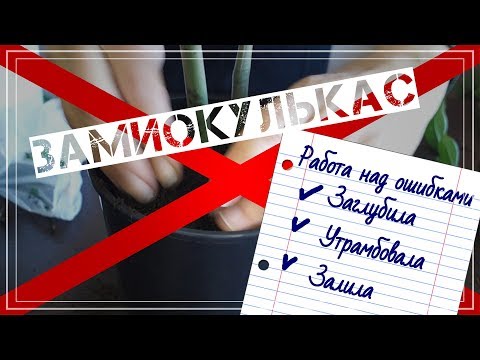 Видео: Замиокулькас работа над ошибками. Мои ошибки при пересадке долларового дерева