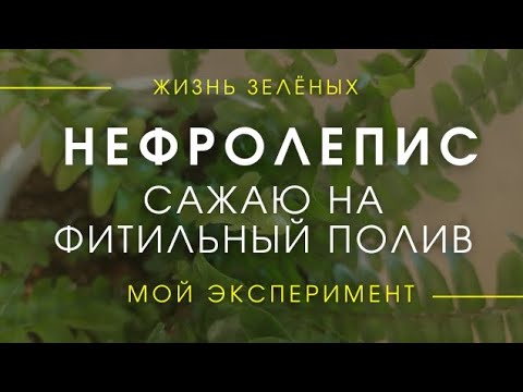 Видео: Сажаю папоротник Нефролепис Грин Момент на фитильный полив. Мой эксперимент.