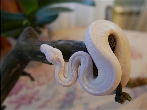 Видео: КОРОЛЕВСКИЙ ПИТОН В КАЧЕСТВЕ ПЕРВОЙ ЗМЕИ. ОПИСАНИЕ ВИДА. BALL PYTHON MORPHS SUPER RUSSO.