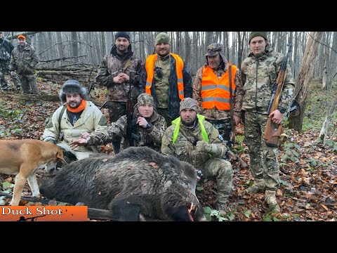 Видео: Охота на Кабана 2021. Добыли трофейного Кабана.