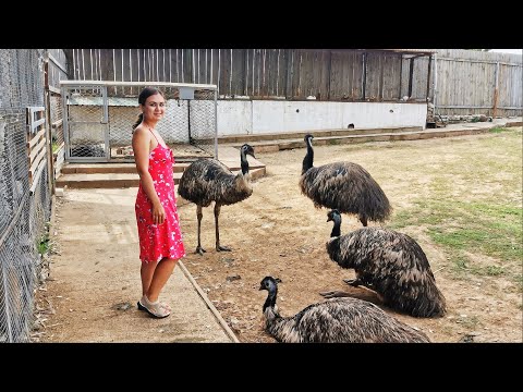 Видео: Татарский страус, страусиная ферма около Казани. Видео 1/Tatar ostrich, ostrich farm near Kazan. V1