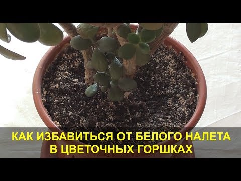 Видео: Белый Налет в Цветочных Горшках. В чем Причина и как Избавиться от белого налета в цветочном горшке.