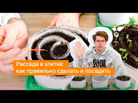 Видео: Рассада в улитке: как правильно сделать и посадить