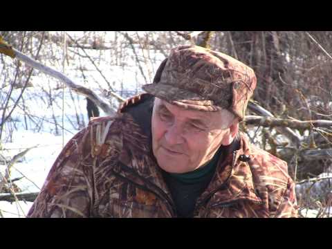 Видео: Охотничьи собаки. Сезон 2. Карельская лайка. Мал золотник, да дорог