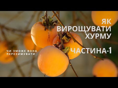 Видео: Як вирощувати "Хурму".