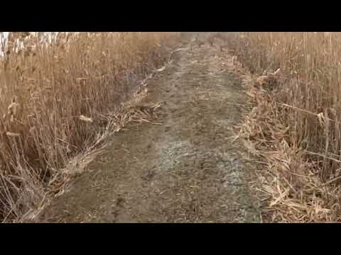 Видео: Шакал под ранок ушел