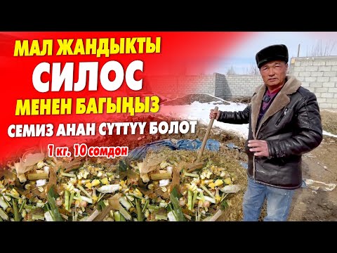 Видео: Сапаты жогору СИЛОС, даяр тоют САТЫЛАТ ~ 1 кг. 10 сомдон ~ ЭРТЕРЕК барыңыз ТҮГӨНҮП калат