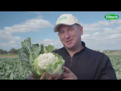 Видео: Цветная капуста Ардент F1 – урожайность, стабильность, качество