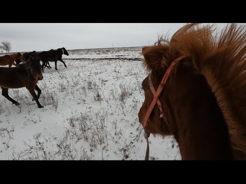 Видео: ШОК! ТАБУН ЛОШАДЕЙ ЗАГНАЛИ В ПОСЕЛОК- ИСТОЩЕННЫЕ И ОСЛАБЛЕННЫЕ ИЗ-ЗА СУРОВОЙ ЗИМЫ