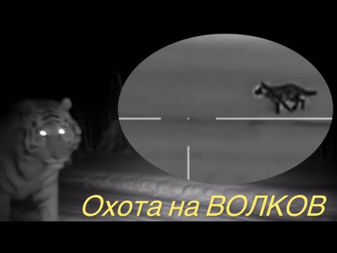 Видео: ОХОТА на ВОЛКОВ. На охотника «НАПАЛИ ТИГРЫ»!!!