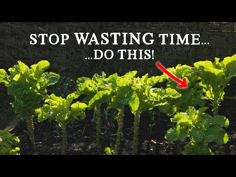 Видео: ЛЕНИВЫЙ способ сохранить еду на зиму