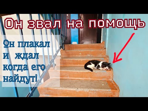 Видео: 💔Девочка нашла котика и показала маме/😱 мама была в шоке от увиденного/😭help save a homeless cat