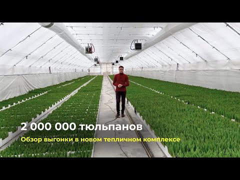 Видео: Обзор выгонки тюльпанов в новом тепличном комплексе | Выгонка 2.000.000 тюльпанов