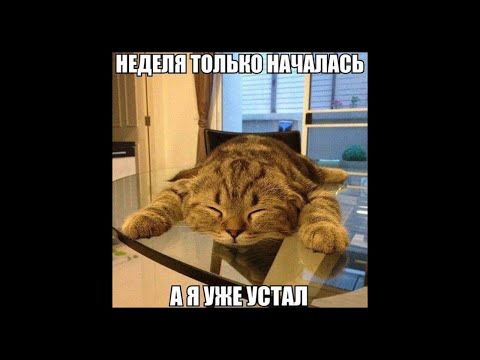 Видео: Веселые картинки. Коты смешные. Уставшие котики.