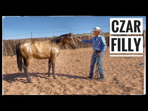 Видео: УРОКИ ДЛЯ ГОДОВЩИНЫ В КРУГЛОМ ЗАГОНЕ | ОСНОВНАЯ РАБОТА