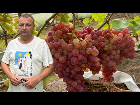 Видео: #25/6 Беларусь. 20.08.2025 В гостях на винограднике Юрия Новикова. Часть вторая.