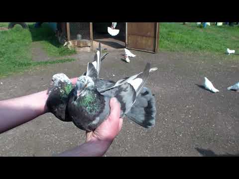 Видео: г  ДИМИТРОВ    ГОЛУБИ    ДЛЯ     ДУШЫ   И    НАСЛАЖДЕНЬЯ