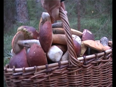 Видео: Белое нашествие.