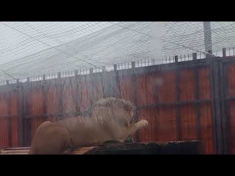 Видео: 11.11 третье