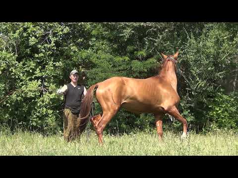 Видео: Учим лошадь не бояться шамбарьер.  2 часть.We teach the horse not to be afraid of the Shambarrier.2