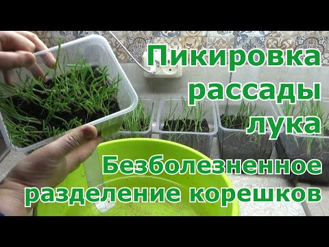 Видео: Выращивание лука из семян. Пикировка рассады лука. Два способа пикировки лука в ячейки и стаканчики