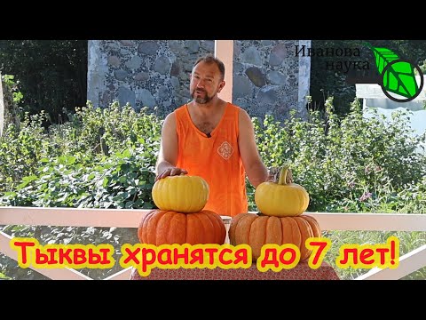 Видео: ТЫКВЫ ХРАНЯТСЯ ДО 7 ЛЕТ! Что делать с недозрелой тыквой. После этого рецепта вы полюбите тыкву!