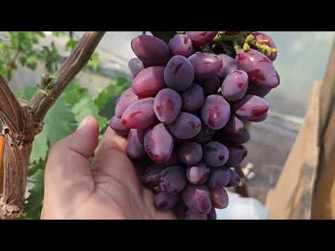 Видео: Виноград в теплице, Талдун, Карнавал и Дубовский розовый.
