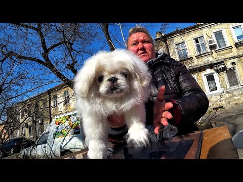 Видео: КАК МЫ НА СОБАЧИЙ БАЗАР СХОДИЛИ !!! САМЫЕ ДОРОГИЕ и РЕДКИЕ ПОРОДЫ!! КАК ВЫБРАТЬ СОБАКУ?