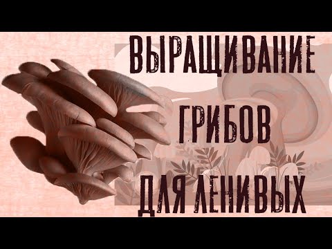 Видео: ВЫРАЩИВАНИЕ ГРИБОВ ДЛЯ ЛЕНИВЫХ