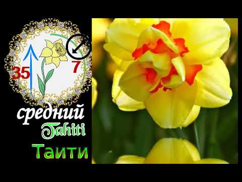 Видео: Самые красивые сорта НАРЦИССОВ.Топ-20.The most beautiful varieties of NARCISSOV