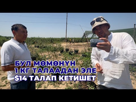 Видео: Эң кирешелүү мөмө! Өзбек туугандар муну өстүрүп байып атышат