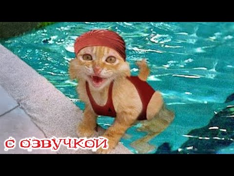 Видео: Приколы с котами! С ОЗВУЧКОЙ! Смешные коты и собаки! Самые смешные животные!