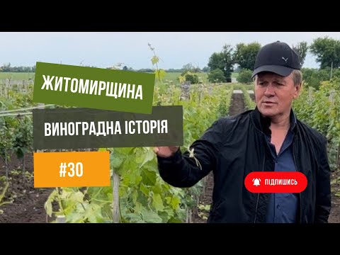 Видео: Виноградарство🍇 та виноробня на Житомирщині. Дивимось, навчаємось💪.