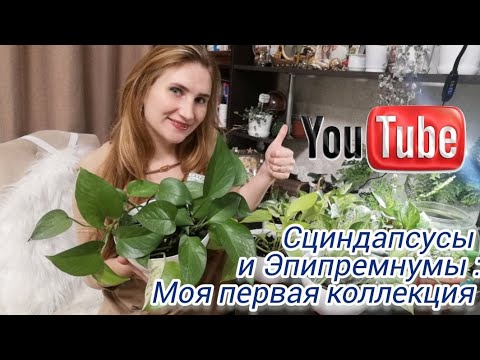 Видео: Сциндапсусы и Эпипремнумы - самые модные растения в интерьере! Моя первая коллекция. Часть 1.