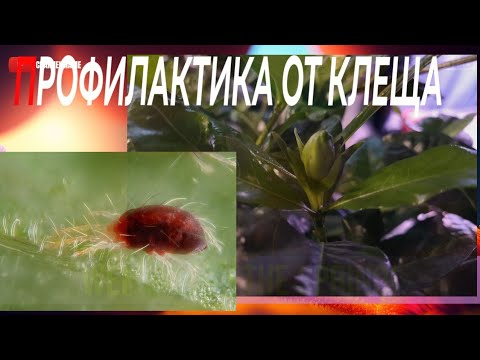 Видео: Профилактические обработки от клеща