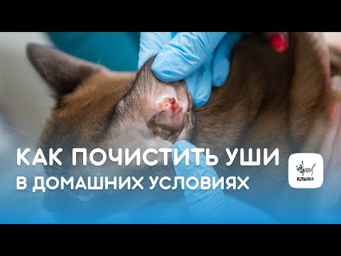 Видео: Как почистить уши питомцу в домашних условиях