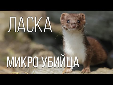 Видео: Ласка: Самый маленький хищник в мире животных | Интересные факты про ласку