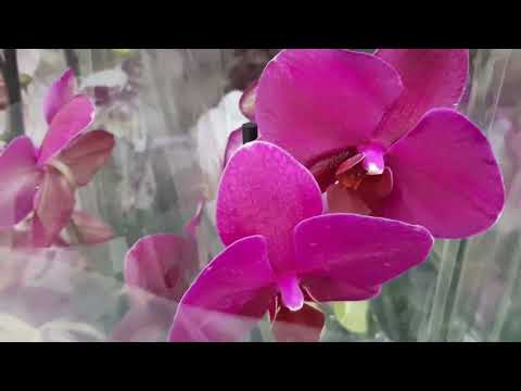 Видео: 14.06.2025г. Новая поставка орхидей в Лемана Про г. Ставрополя.