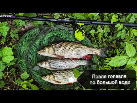 Видео: Ловля голавля по большой воде! Путешествие по реке!