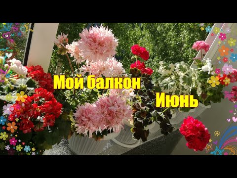 Видео: Мой цветущий балкон. июнь