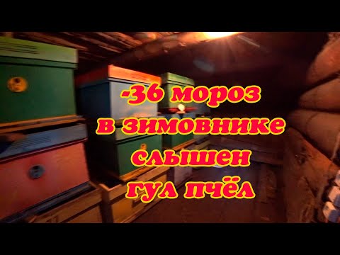 Видео: НА УЛИЦЕ  36 ПЧЁЛЫ МЁРЗНУТ, УСТРАНЯЮ НЕДОСТАТКИ В ЗИМОВКЕ ПЧЁЛ